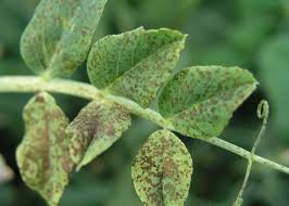 горох болезни