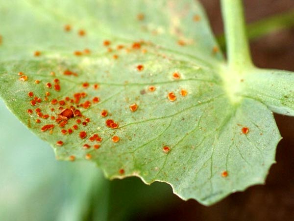 горох болезни3