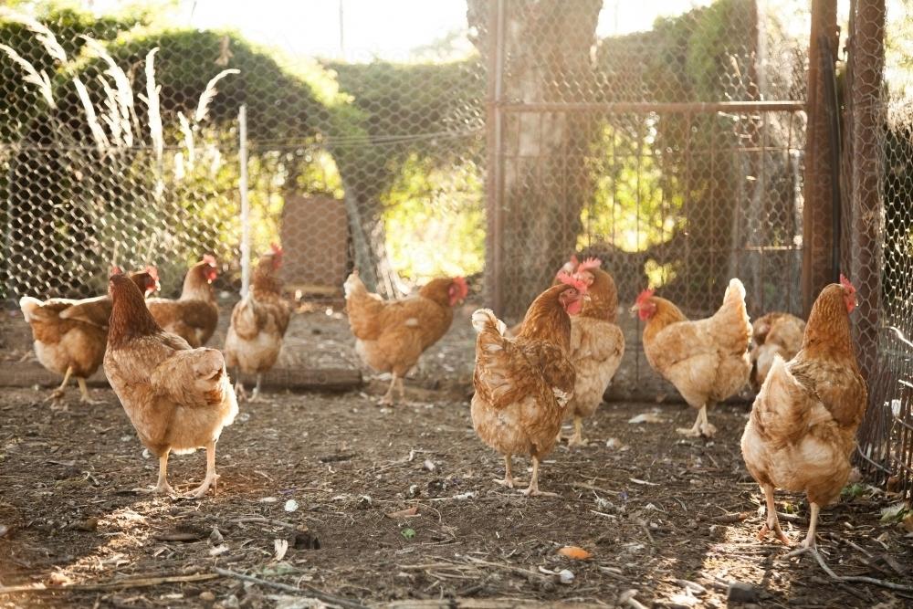 isa-brown-hens-in-the-chook-yard-on-a-farm-austockphoto-000032542