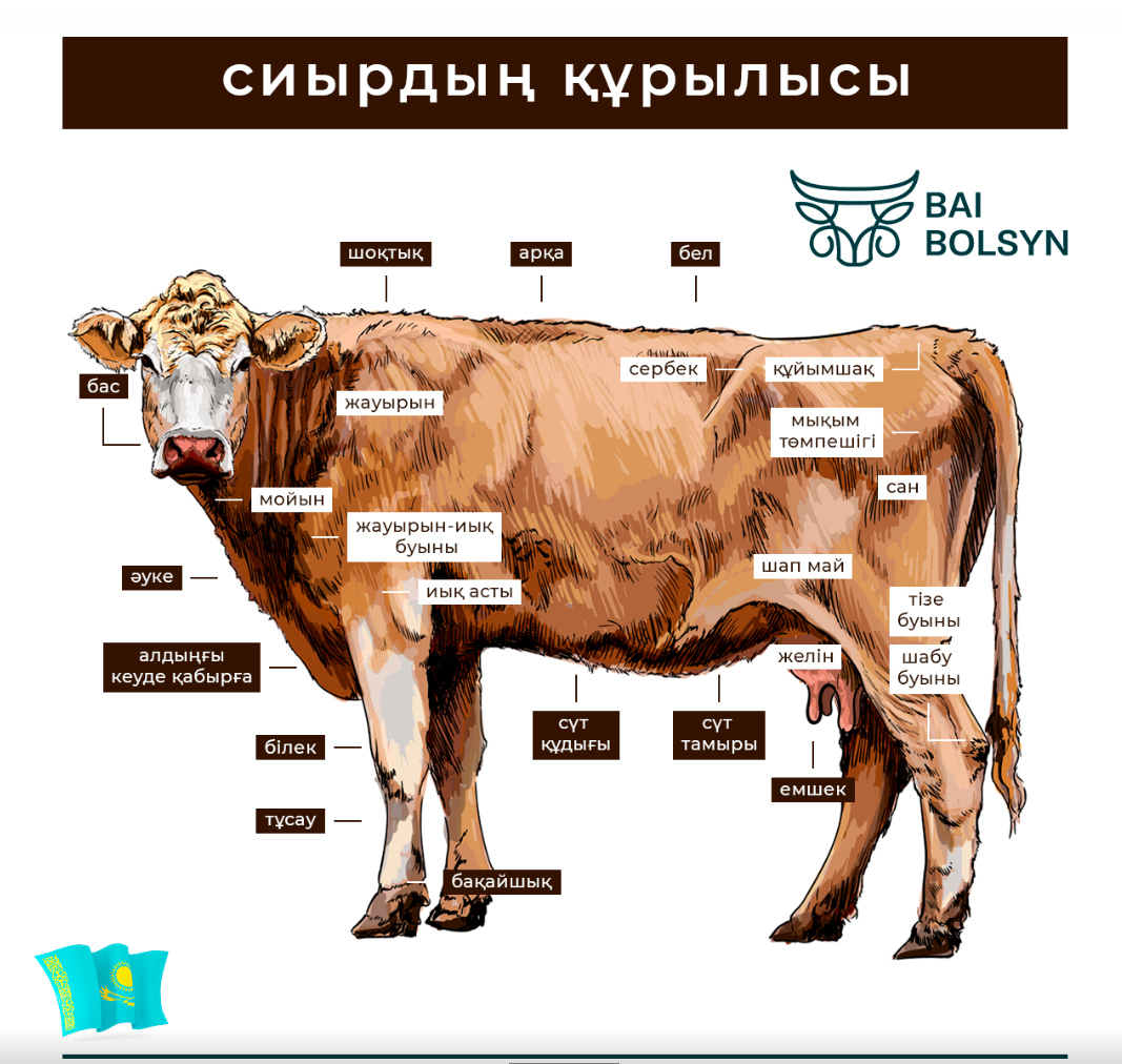 Қазақша «корова» деп қалай айтуға болады