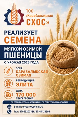 ТОО "Карабалыкская СХОС" реализует семена мягкой озимой пшеницы, 170 000 тг/тонна