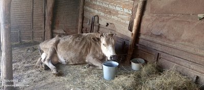 Продам 2 коровы