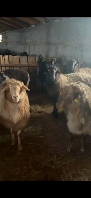 Продам баранов из откорма
