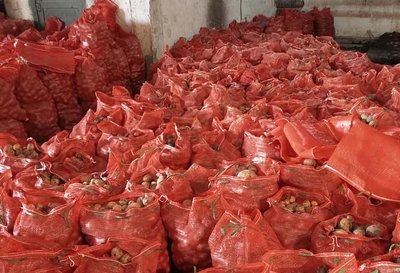 Картофель (сорт Гала)