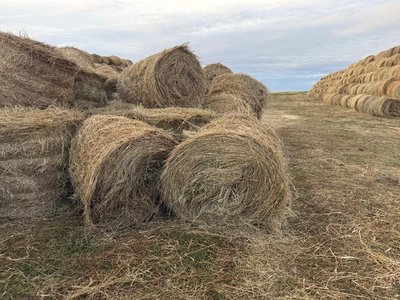 Продам сено