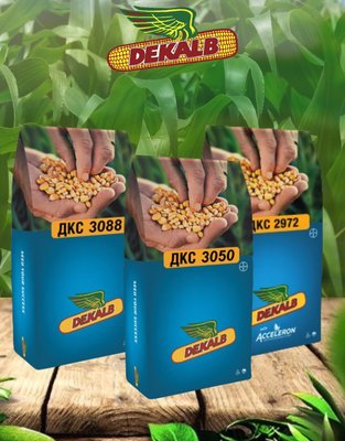 Семена кукурузы Dekalb