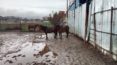 Кобылы на разведение