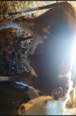 Продам телочку