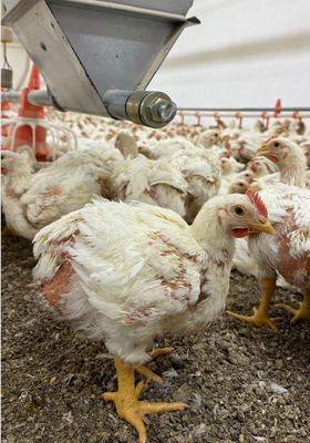 Бройлеры живым весом 1200 тг