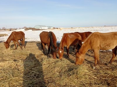 Продам лошадей 10 голов