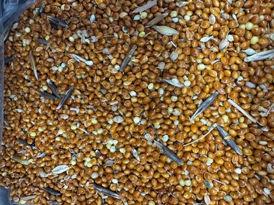 Продам просо красное