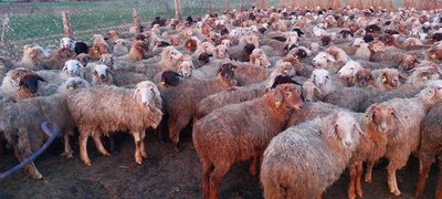 Ұрғашы тоқтыдар сатылады