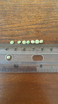 зеленая чечевица