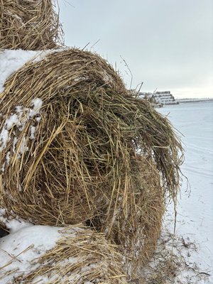 Сено суданка и пырей