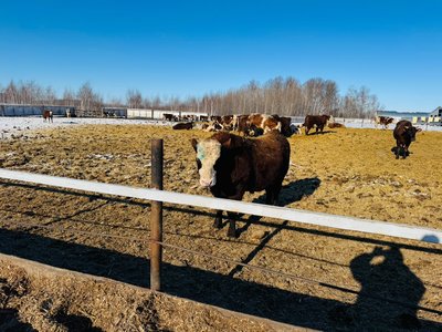 Продам быков живым весом
