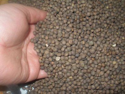 Семена: Люцерна Донник Кострец Житняк Эспарцет Суданка Фацелия СОРГО