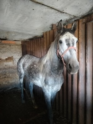 Продам орловского жеребца