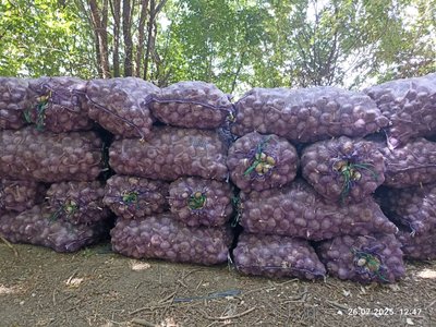 Продаю чеснок собственного урожая