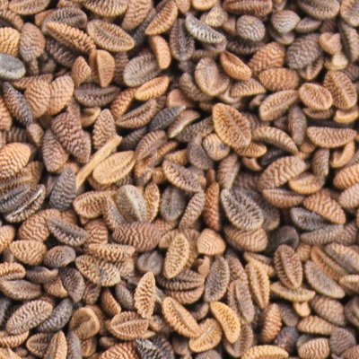 Семена: Люцерна Донник Кострец Житняк Эспарцет Суданка Фацелия СОРГО