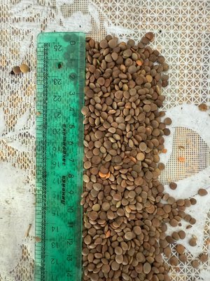 чечевица красная 2000тонн на хозяйстве