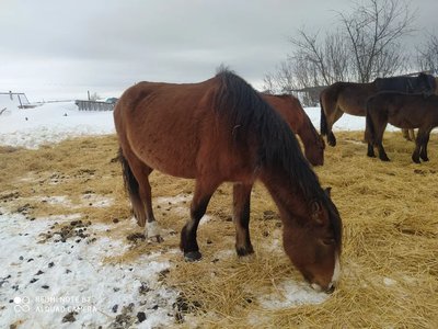 Продам кобыл жеребых