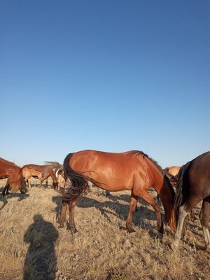 Мінілген жас бие сатылады