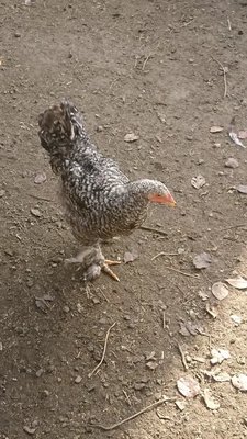 Цыплята породы радужный кохинхин