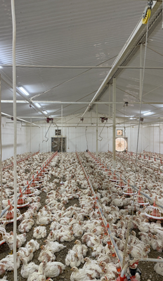 Бройлеры живым весом 1200 тг