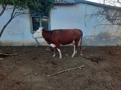 Продается корова с теленком телки на согым а также лошади