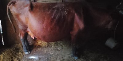 Продам 2 коровы