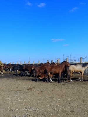 Продам тайчиков оптом