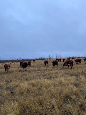 Казахская белоголовая
