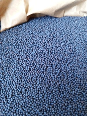 семена озимого рапса MERCEDES F1