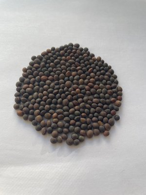 Вика посевная