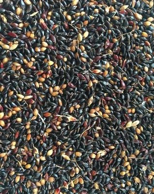 Семена суданской травы Кинельская 100, Изумрудная, Алина