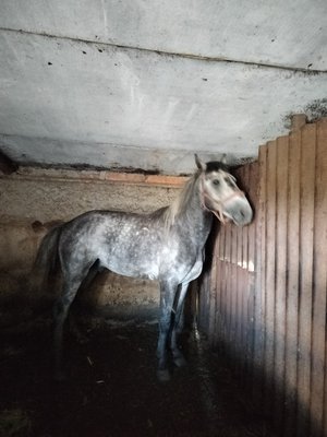 Продам орловского жеребца