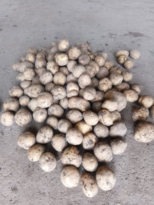 Картофель (сорт Гала)