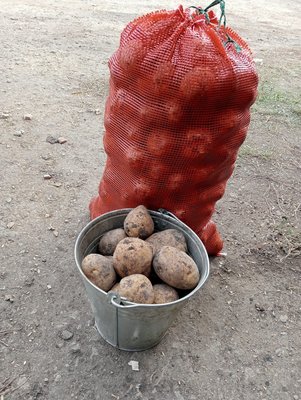 Картофель (сорт Гала)