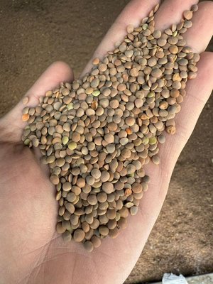 Чечевица красная 2000 тонн