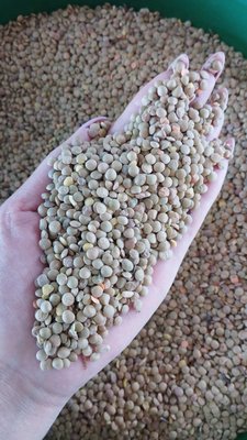 зеленая чечевица