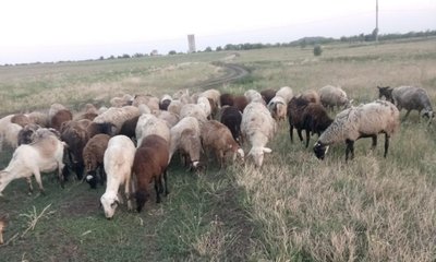 100 голов баранов и коз