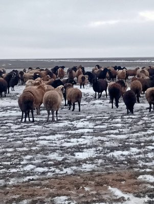 170 ке жуық Қойлар, сек, тоқтылар сатылады