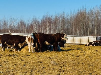 Продам быков живым весом