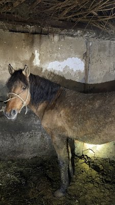 Продам жеребца.Возраст 7лет.Стоит на от корме 6 месяцев