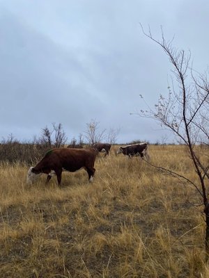 Казахская белоголовая