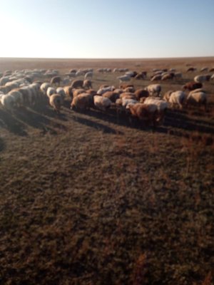 Ұрғашы тоқтыдар сатылады