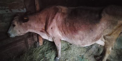 Продам 2 коровы