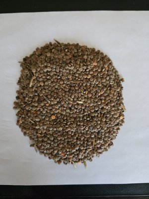 Продам красную чечевицу