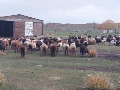 Продам жирных баран маточное поголовья