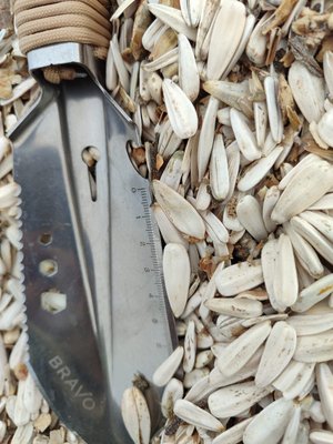 Подсолнечник